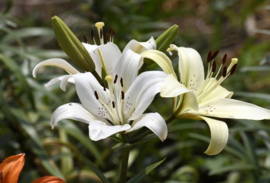 百合花的花语是什么？它有什么寓意和象征？