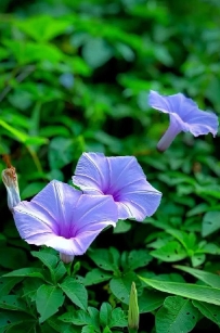 牵牛花怎么种植？夏天可以播种吗？