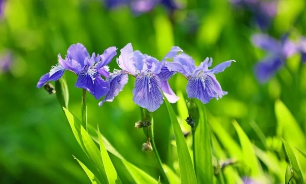 鸢尾花什么季节开花结果？怎么种植？