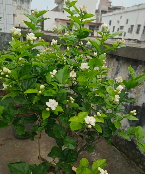 茉莉茶花家庭怎么养殖？如何施肥？