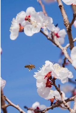 桃花常见的病害有哪些？如何防治？