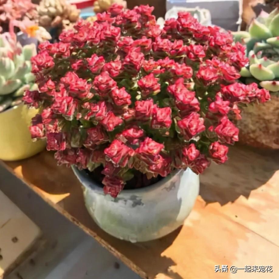 小型多肉植物品种有哪些（可爱的小多肉大全）