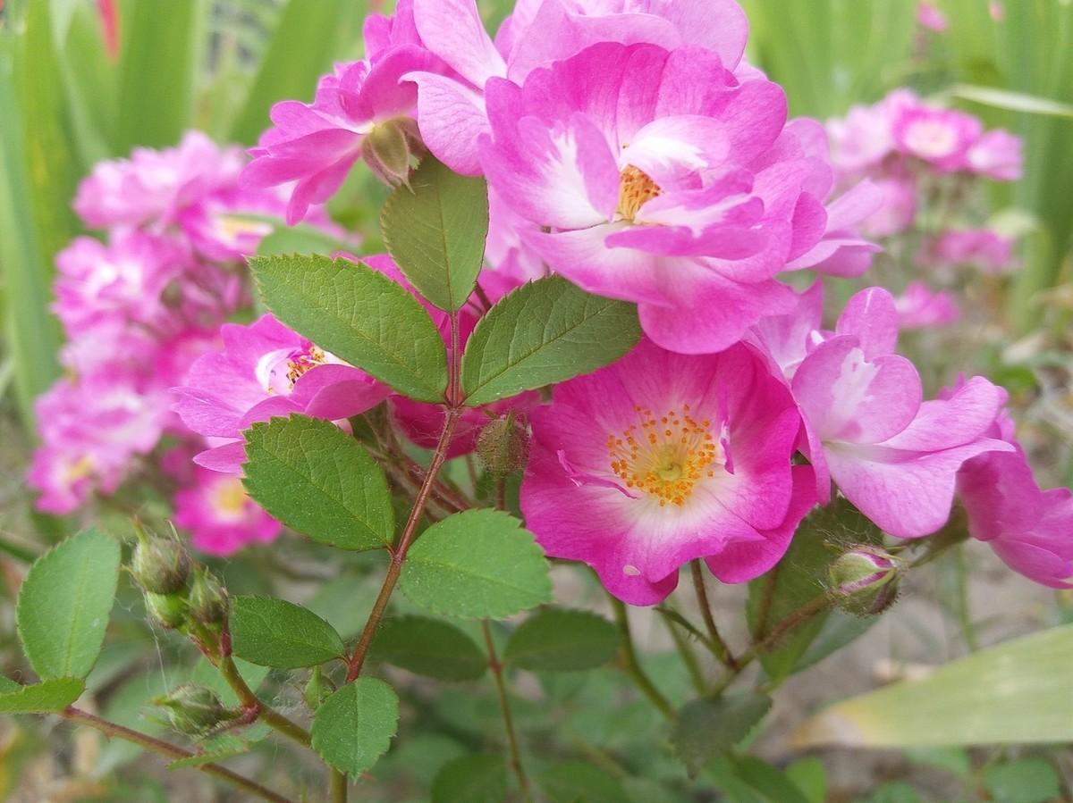 月月红的花盆栽怎么养,月月红花的栽培方法讲解