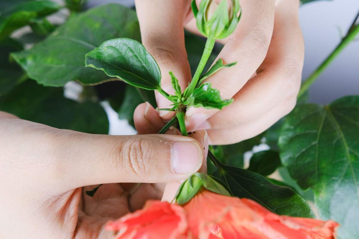 扶桑花怎么养好