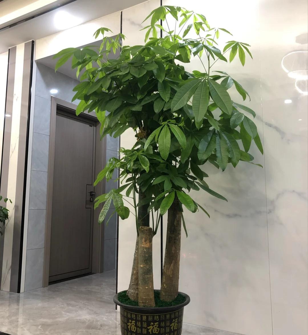 八大旺宅植物图片