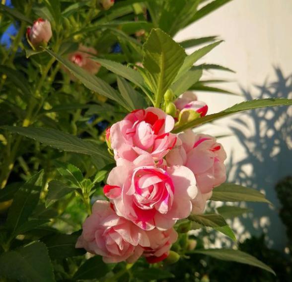 鳳仙花怎麼栽培,鳳仙花種植方法和時間