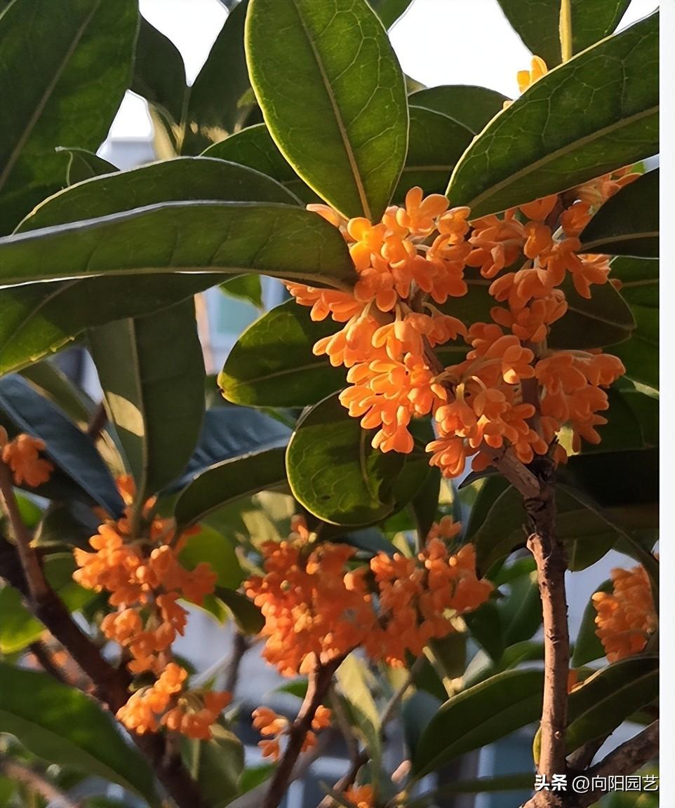 桂花每年什么时候开花