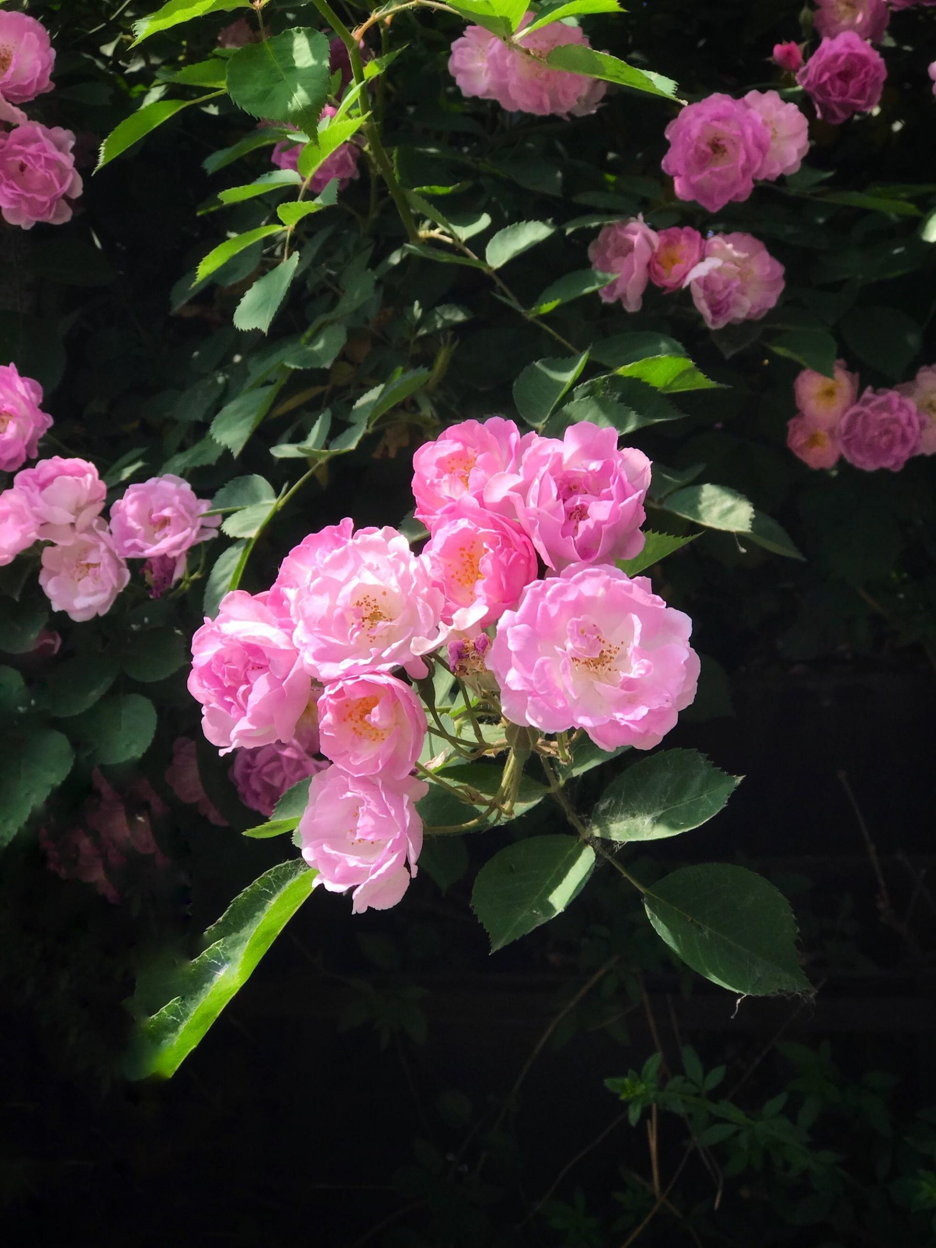 薔薇花種子怎麼養(薔薇花種子種植方法和時間)