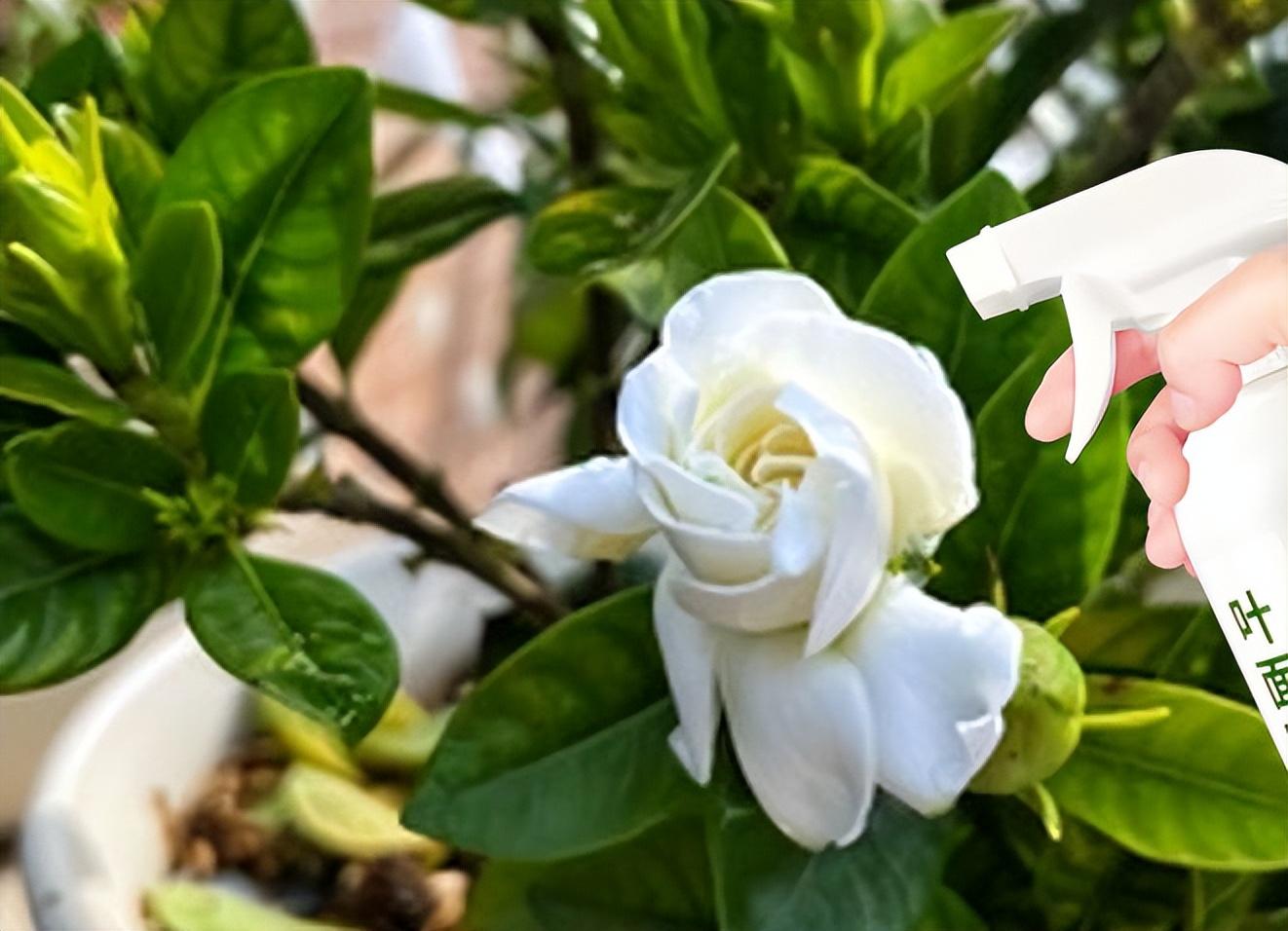 梔子花怎麼樣才能開花,有關梔子花的養護知識