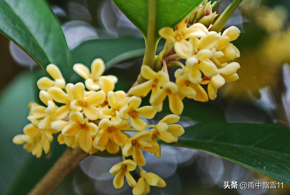 CQ9电子 CQ9传奇电子桂花树怎么养殖桂花栽培和种植技术(图3)