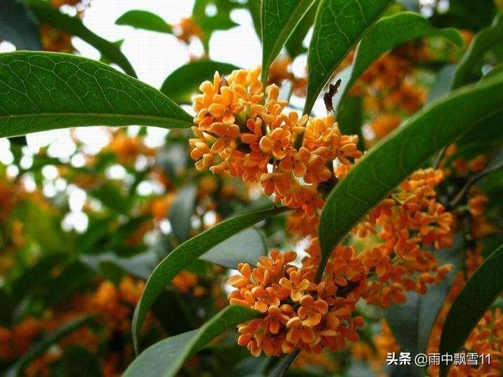 CQ9电子 CQ9传奇电子桂花树怎么养殖桂花栽培和种植技术(图2)