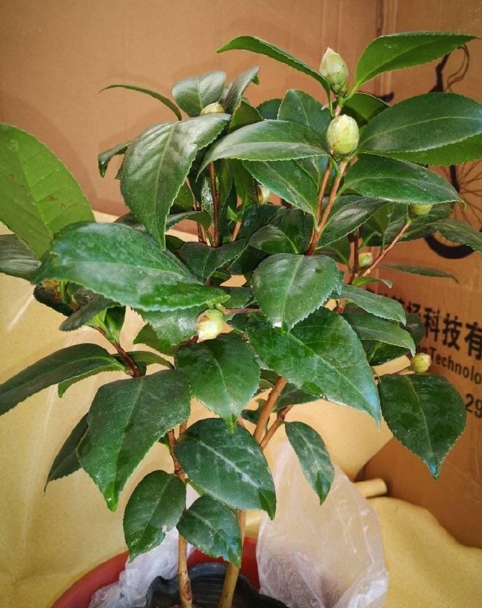 怎樣養茶花才能開花,詳解茶花種植技巧