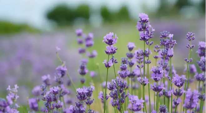 薰衣草什么时候开花？种子直接撒地里能活吗？