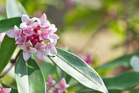 金边瑞香花叶子发黄是什么原因？怎么处理？