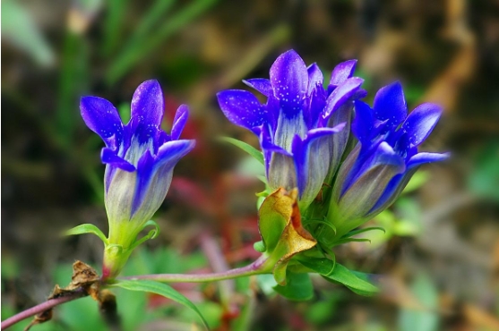 龙胆花花语是什么意思？有什么象征意义吗？