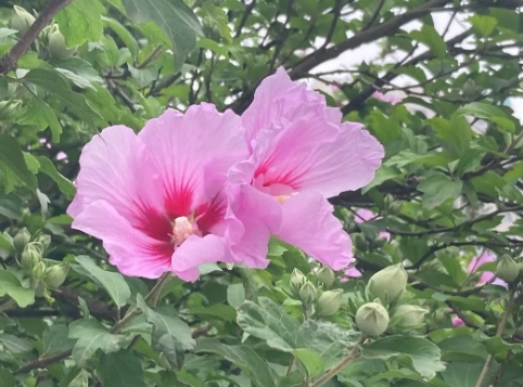 木槿花常见的虫害有哪些？如何防治？