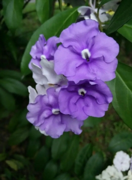 鸳鸯茉莉花的养殖方法有哪些？它的花期有多长？