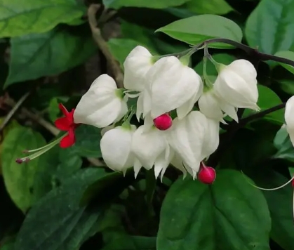 龙吐珠花的繁殖方法有哪些？它的花期有多长？