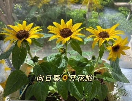 盆栽向日葵种植方法有哪些？怎么管理？