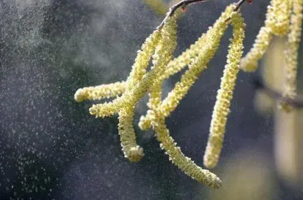 虫媒花的特点是什么？和风媒花有哪些区别？