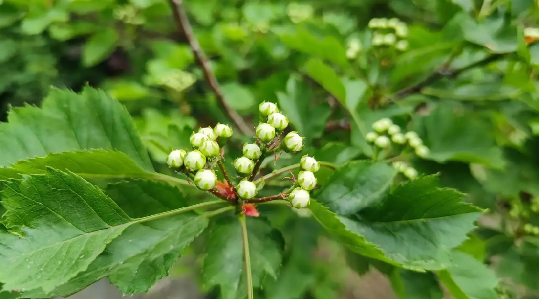 山楂树什么时候开花结果？