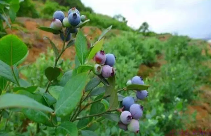 蓝莓种植条件及要求是什么？注意事项有哪些？