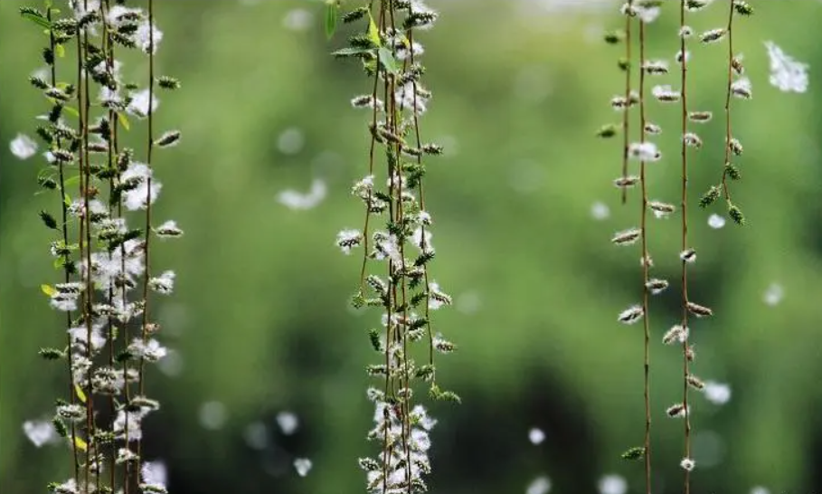 柳絮是柳树的种子还是柳树的花？怎么种植？