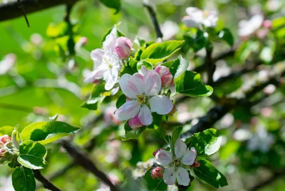 苹果是什么季节开的花？多久结果？