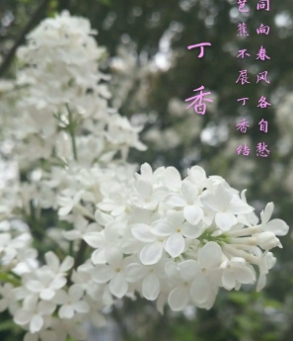 丁香花语是什么？代表什么含义？