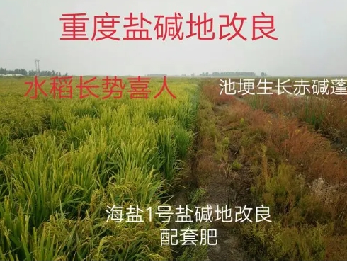 改良盐碱地最好的肥料有哪些？方案是什么？