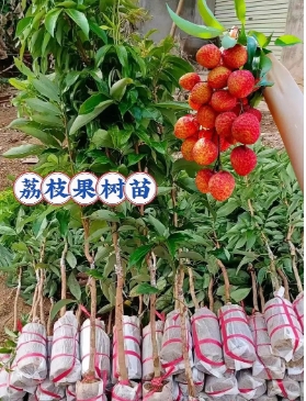 荔枝北方能种植结果吗？树苗树适合在什么气候种植？