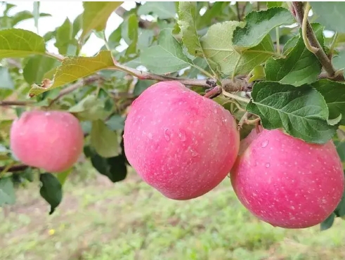 苹果成熟的季节是什么时候开始的？几月份上市？