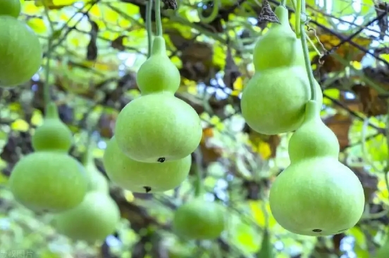 文玩葫芦种植时间和方法是什么？什么时候摘最好？