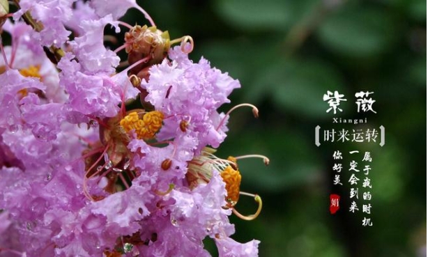 紫薇花花语是什么？适合送个哪些人？