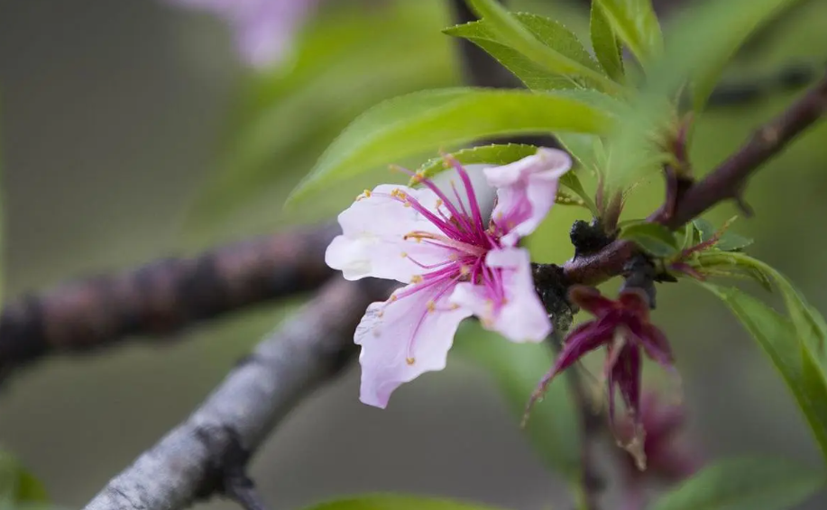 桃花叶子有哪些特点？如何养护桃花？