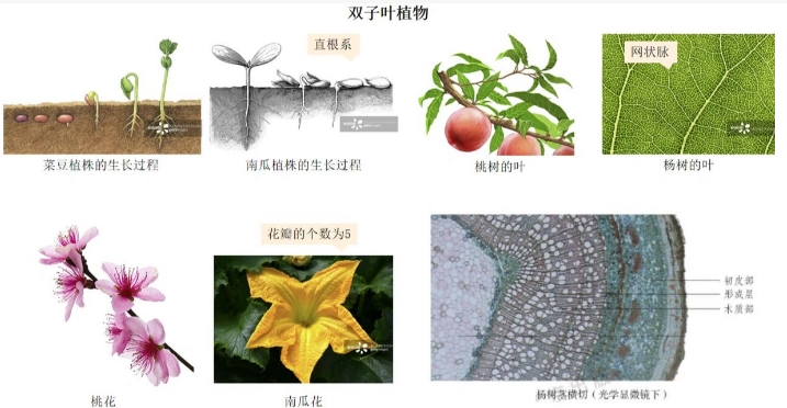 单子叶和双子叶的区别是什么？常见植物有哪些？