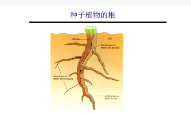 双子叶植物根的初生结构是什么？主要特点有哪些？