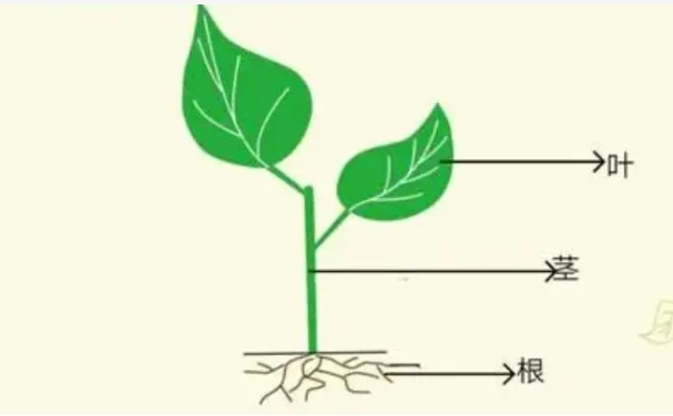 双子叶植物根和茎的初生结构的区别是什么？