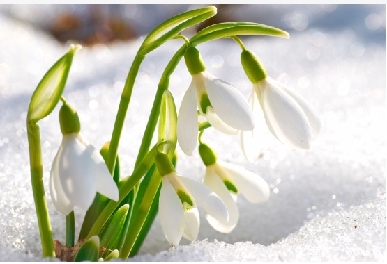 雪滴花的花语是什么意思？铃兰花和雪滴花的区别有哪些？