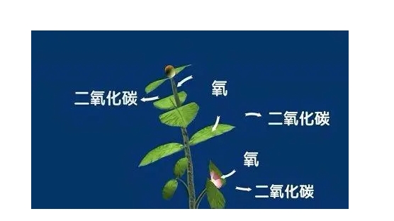 植物呼吸作用释放什么气体？表达方式是什么？