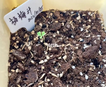 杨梅核怎么种才能发芽快？种植方法和技术是什么？