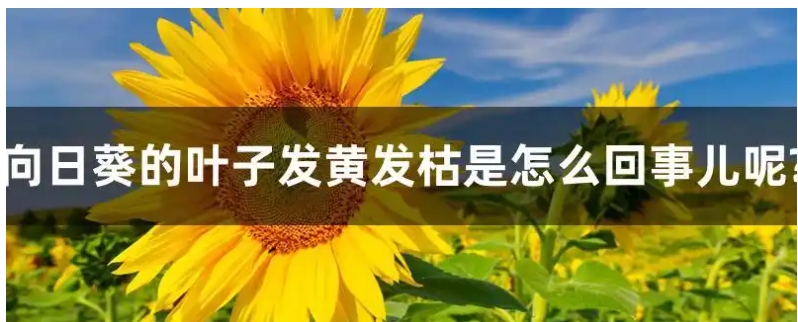 向日葵叶子发黄枯萎怎么办？如何补救？