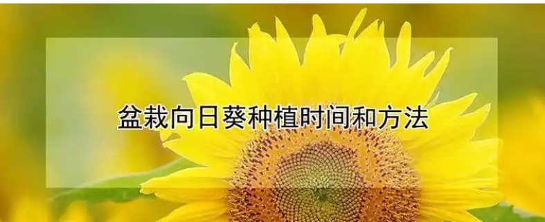 向日葵的种植方法和注意事项有哪些？最晚什么时间种？