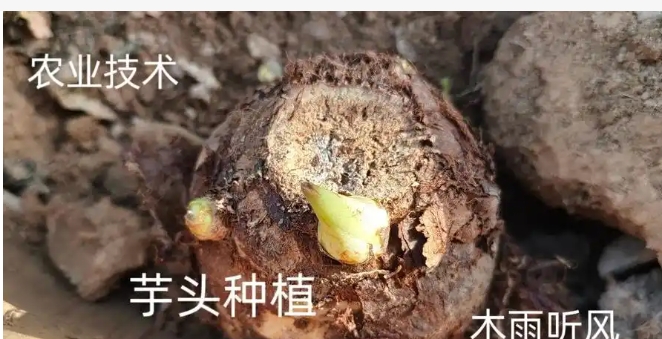 香芋的种植技术与管理是什么？如何种植才高产？