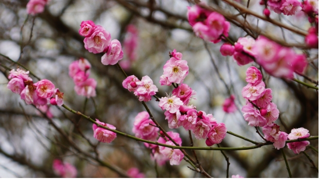 梅花什么季节开放？