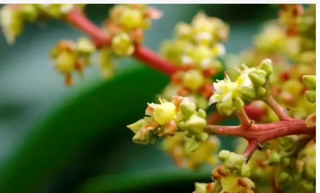 芒果开花打什么药能保花保果？