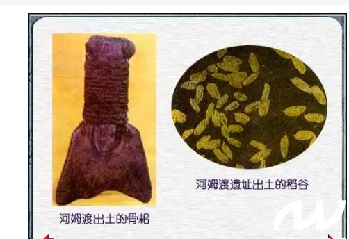 河姆渡人种植的农作物是什么？