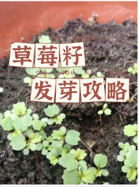 草莓籽怎么种植才能最快发芽？如何催芽？