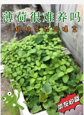 薄荷插枝能活吗？怎么养才能爆盆？