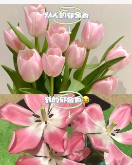 郁金香开完花就死吗？为什么？